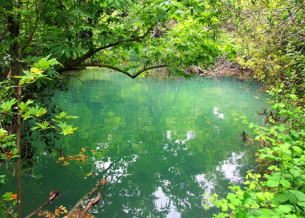 熱帯の茂みにある小さな湖