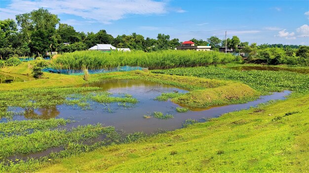 Small Lake with plants and blue sky with cloud