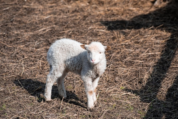 A small lamb is standing in the dirt and looking at the camera.