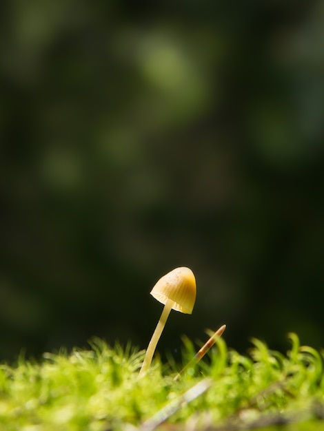 Small lamellar Mushroom on a green moss in a forest, lit by a sunbeam, tilted to the right side