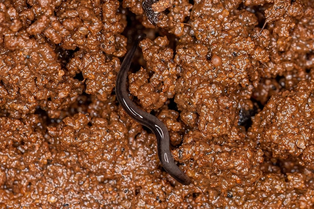 Planaria di piccola terra