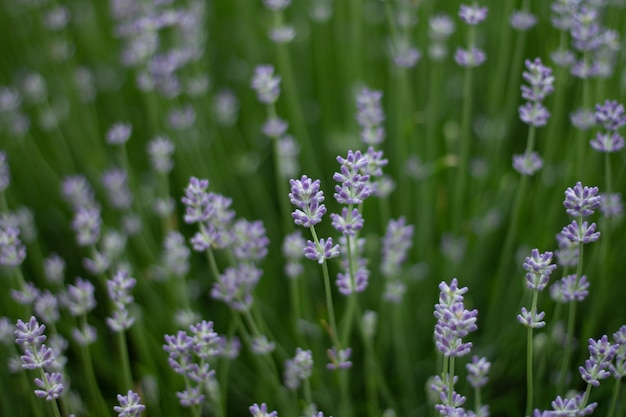 small lavender flowers in the forest