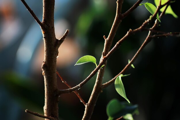 Small leaf on a branch
