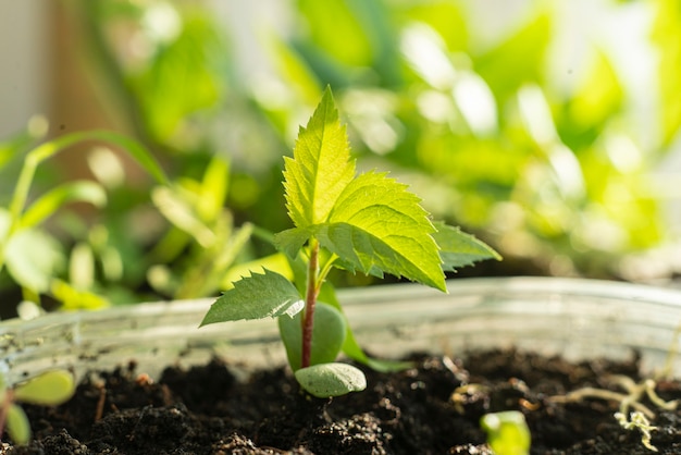 A small leaf sprout of the plant, growing new life