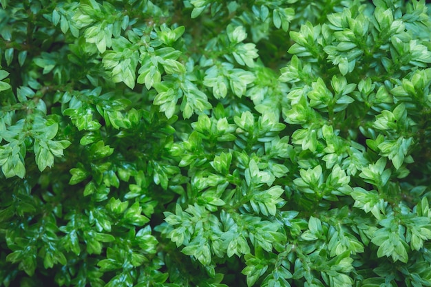 写真 小さな葉の植物のパターン 背景