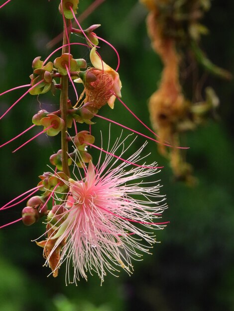 Small-leaved barringtonia blooms brightly on summer nights