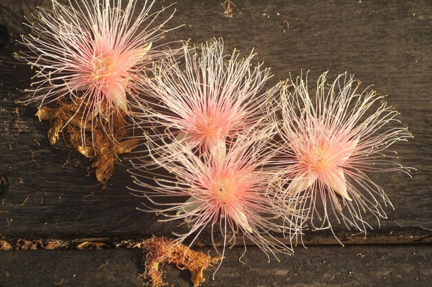 小葉のバリンゴニアの花は夜にく特別な構造を持っています