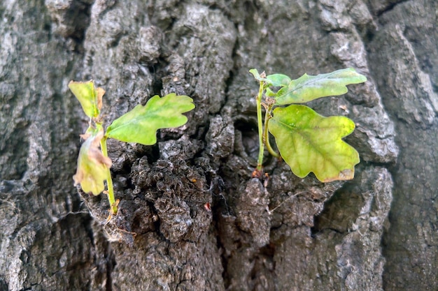 Small leaves grow from the trunk of the tree bark