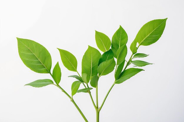 small leaves on the same stalk Green looks refreshing placed on a white background