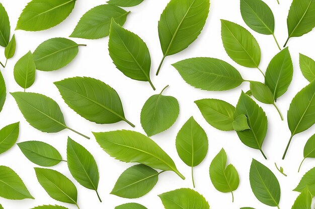 small leaves on the same stalk Green looks refreshing placed on a white background