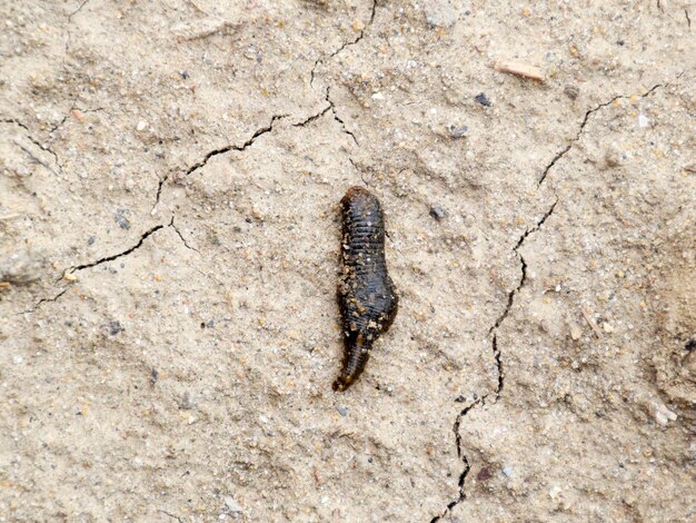 Photo small leech crawls over bare soil in search of moisture