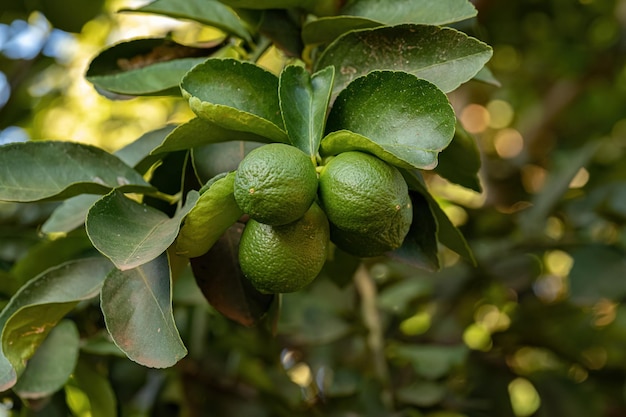 사진 시트루스속 식물 의 작은 레몬 과일