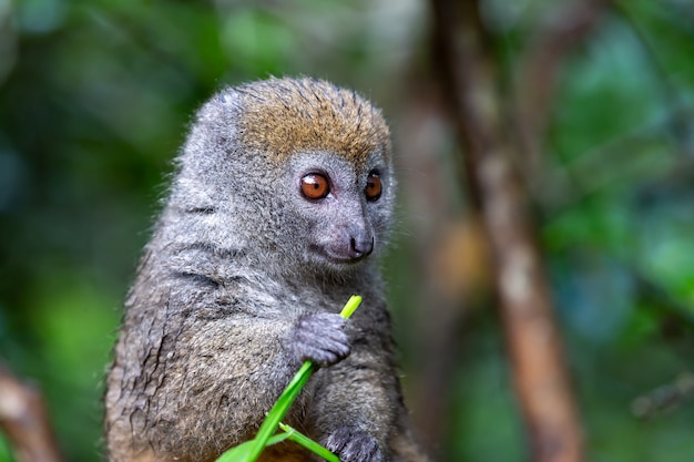 A small lemur on a branch eats on a blade of grass