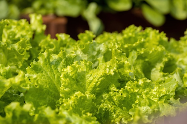 Small lettuce seedlings grown in soil