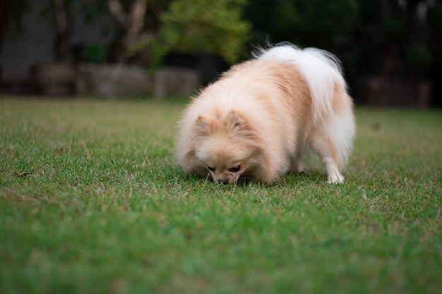 写真 ソフトフォーカスの背景に庭の草の匂いを嗅ぐ小さな薄茶色のポメラニアン犬