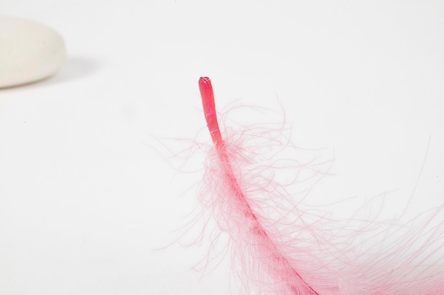 Photo small light pink feather lying on a gray stone on a white isolated background in closeup