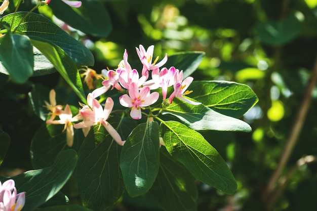 Piccoli fiori rosa chiaro e boccioli su arbusti a foglia caduca fioritura nel giardino di primavera