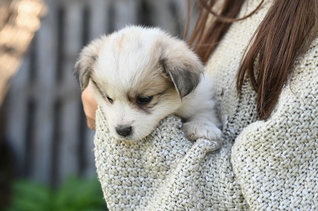 A small light puppy in the arms of a girl.