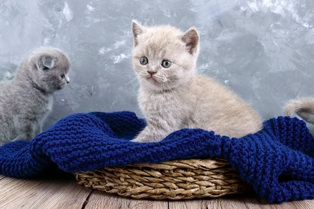 A small lilac Scottish Straight kitten in a basket. The kitten looks carefully.