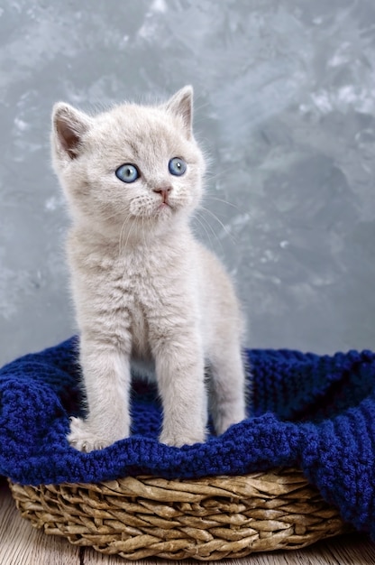 A small lilac Scottish Straight kitten in a basket. The kitten looks carefully.