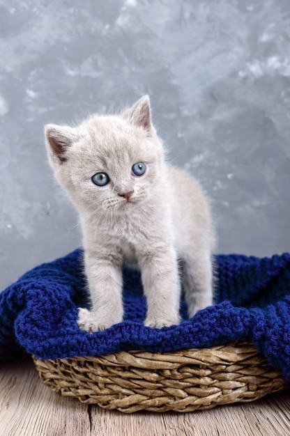 A small lilac Scottish Straight kitten in a basket. The kitten looks carefully.