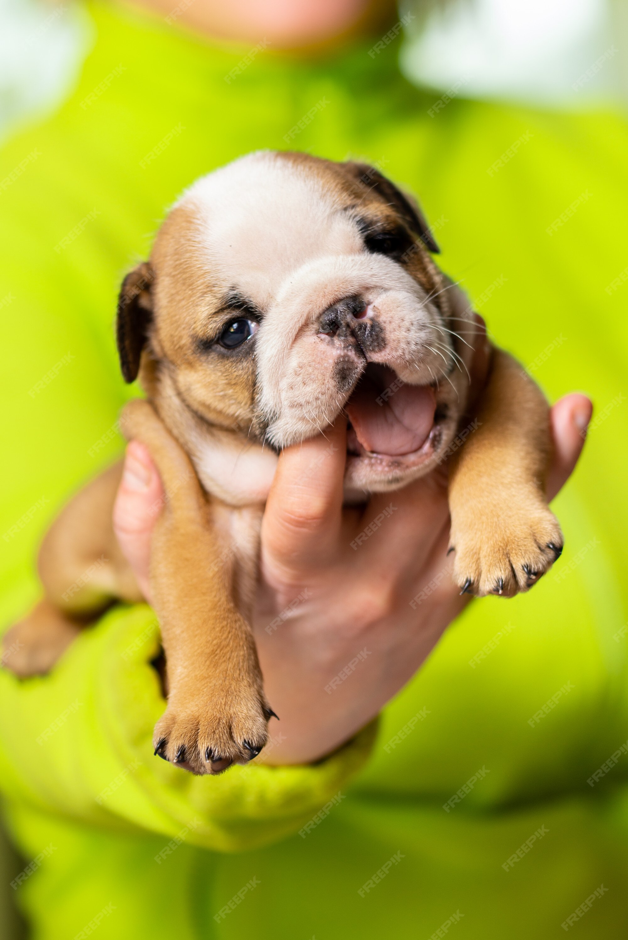 Newborn English Bulldog