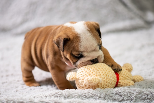 Small, little english bulldog puppy, baby, playing with toy