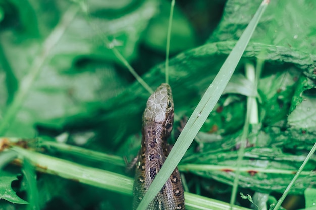 Small lizard on a grass background