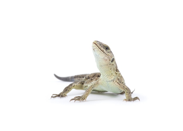 Photo small lizard isolated on white