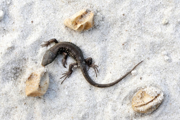 Small lizard just hatched from egg