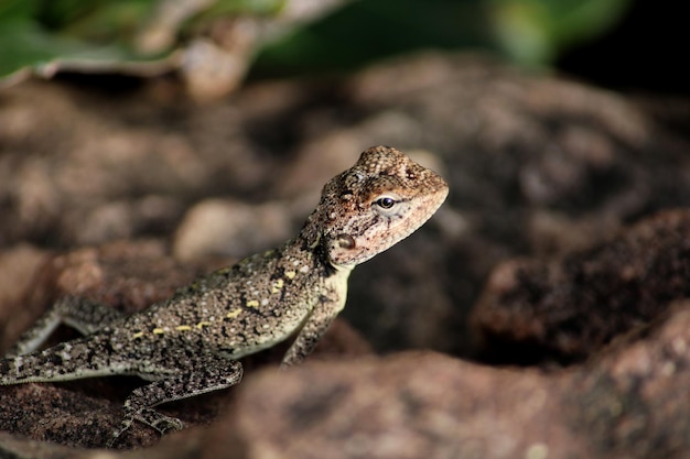 Una piccola lucertola nella collina rocciosa