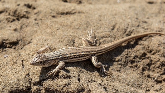 Small lizard on a sand