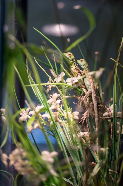 Piccola lucertola in terrario per la decorazione domestica