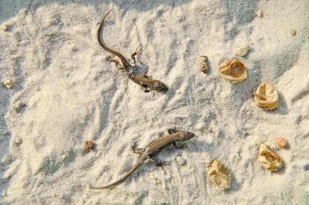 Small lizards hatched from eggs.