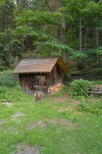 Small log cabin in forest