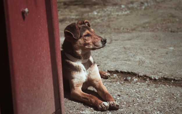 Photo small lonely dog outdoors