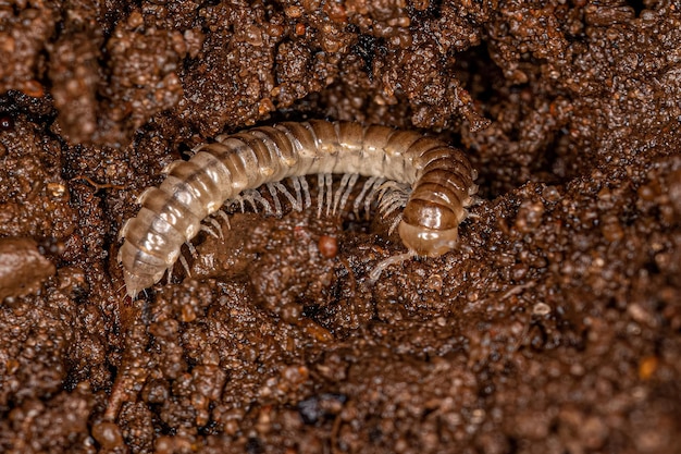 Small long flange millipede