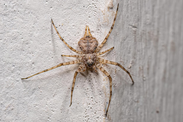 Small Longspinneret Spider