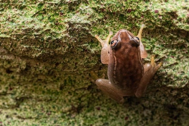 Small Madagascar frog resting on a stone