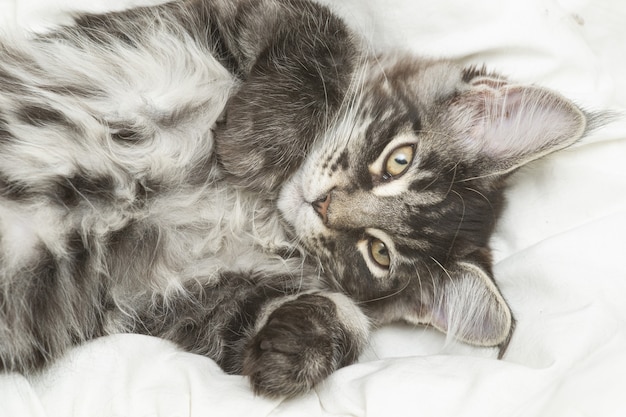 Foto piccolo gattino maine coon che gioca a letto