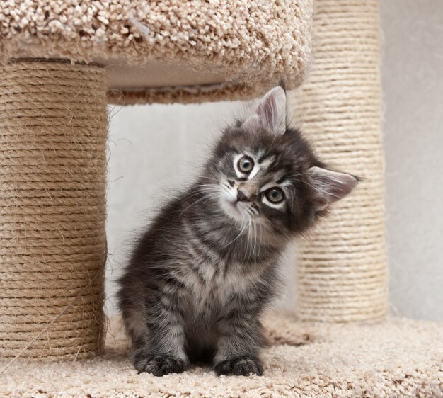 small maine coon kitten