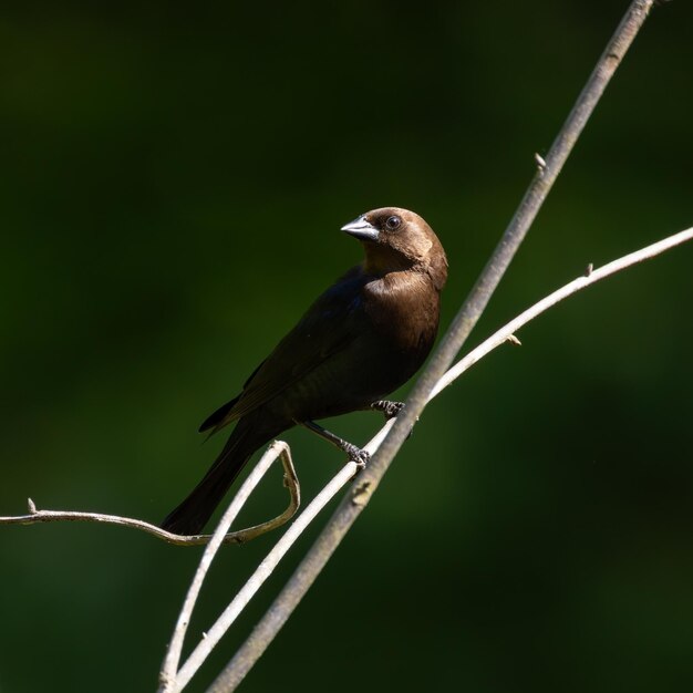 Photo small male cowbird molothrus perched on tree branch