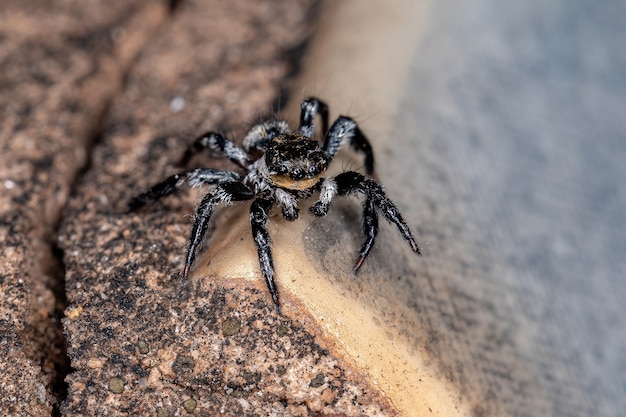 Small male jumping spider of the genus Corythalia