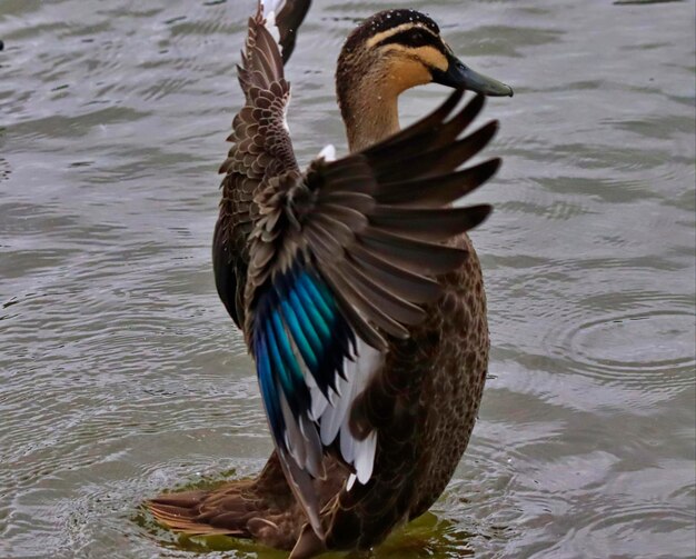 Photo small mallard duck with spread wings in water