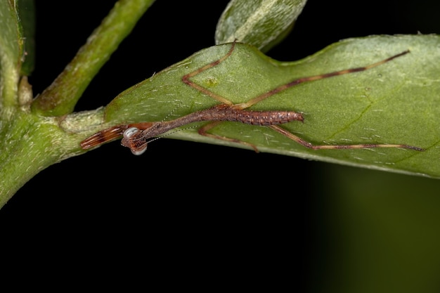 Маленькая нимфа-богомол из семейства Mantidae