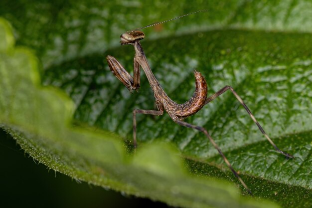 Foto piccola ninfa mantid della sottofamiglia vatinae