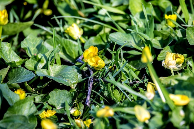 写真 緑の草の小さな牧草地の黄色い花
