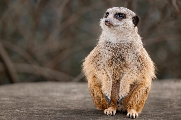 Photo small meerkat perched on a rock