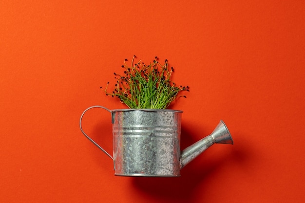Small metal watering can with bunch of micro green on color