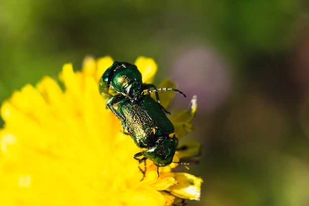 Small metallic green beetles reproducing on a yellow flower in an orchard at springtime coleoptera